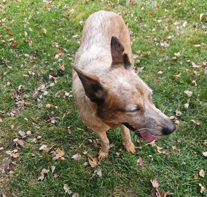Photo of Ember