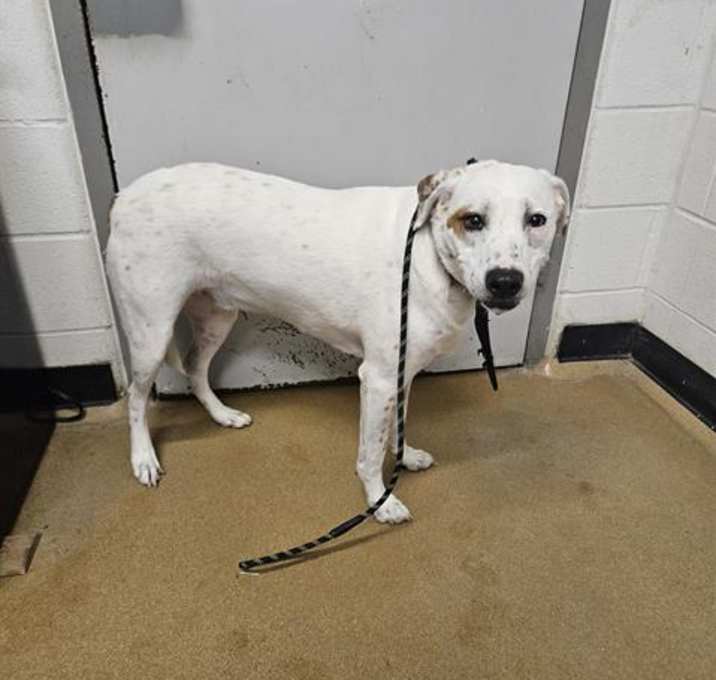 Photo of APOLLO
