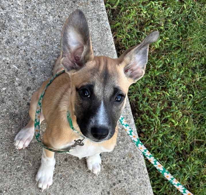 Photo of Muffin