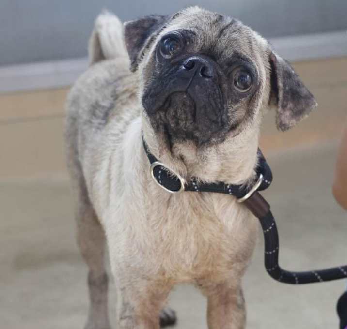 Photo of RUSTY