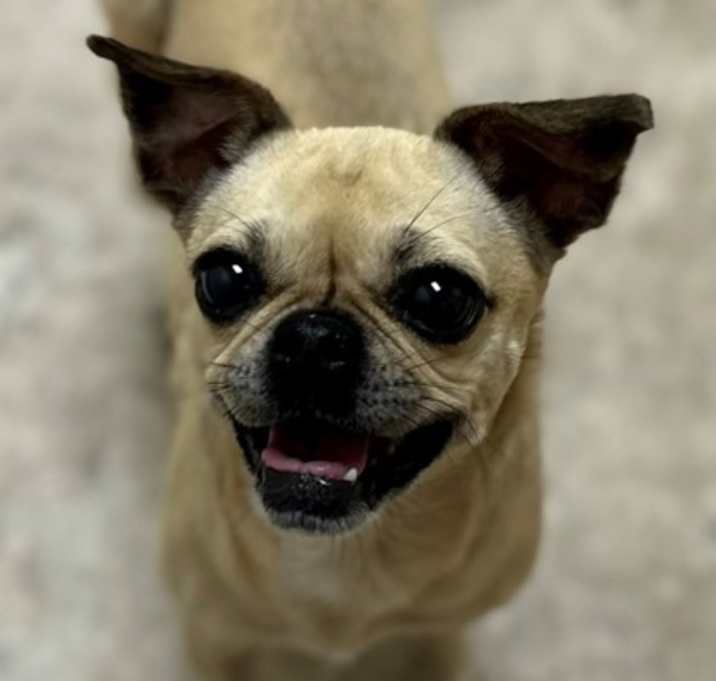 Photo of Rosie