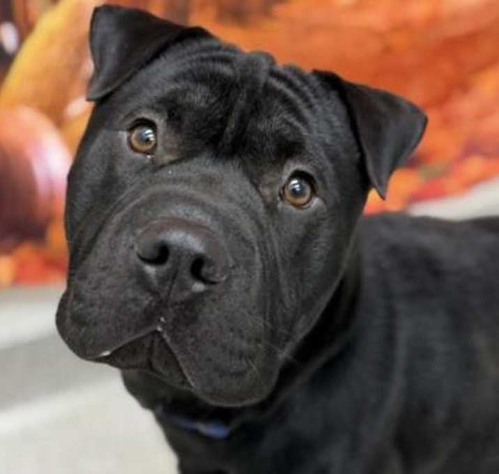 Photo of Sharpie