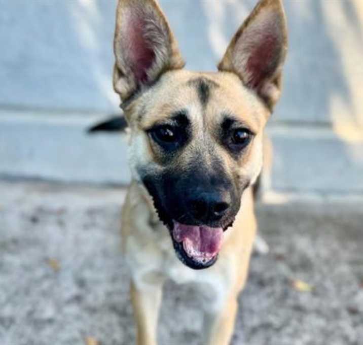 Photo of Sandy A435008