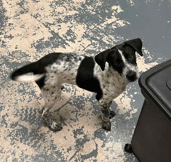 Photo of Tucker