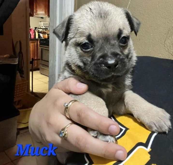 Photo of Muck