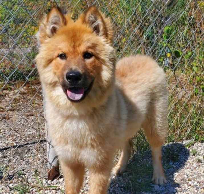 Photo of Brandy (6824)