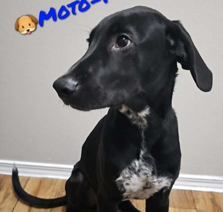 Photo of Moto-moto