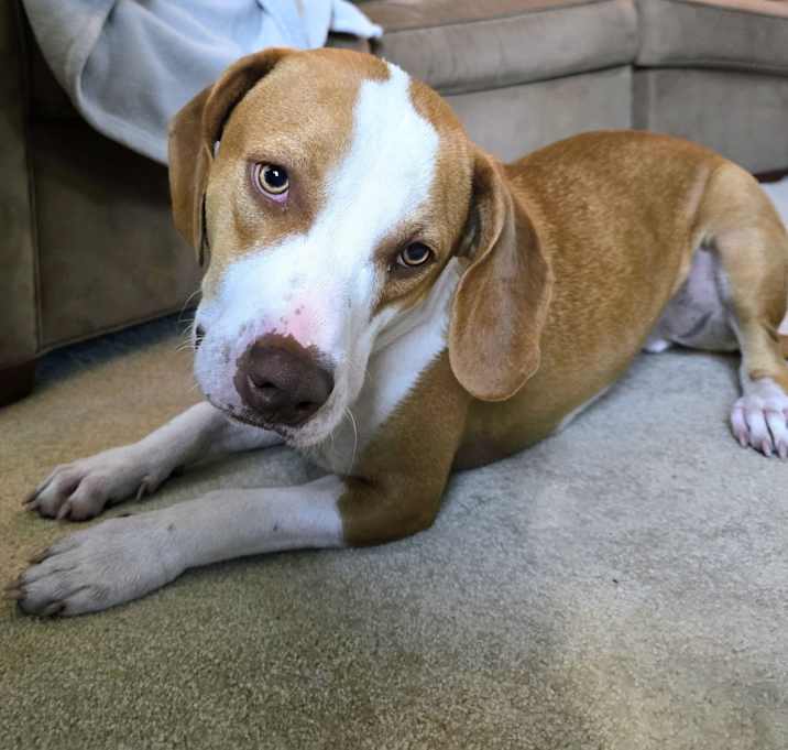 Photo of Louie