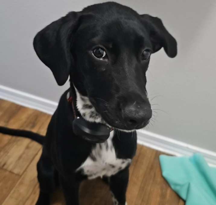 Photo of Echo