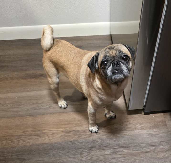 Photo of Puggsly