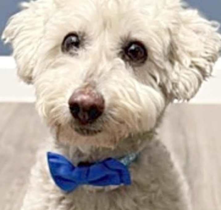 Photo of Alfie