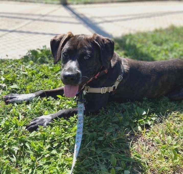 Photo of Olive