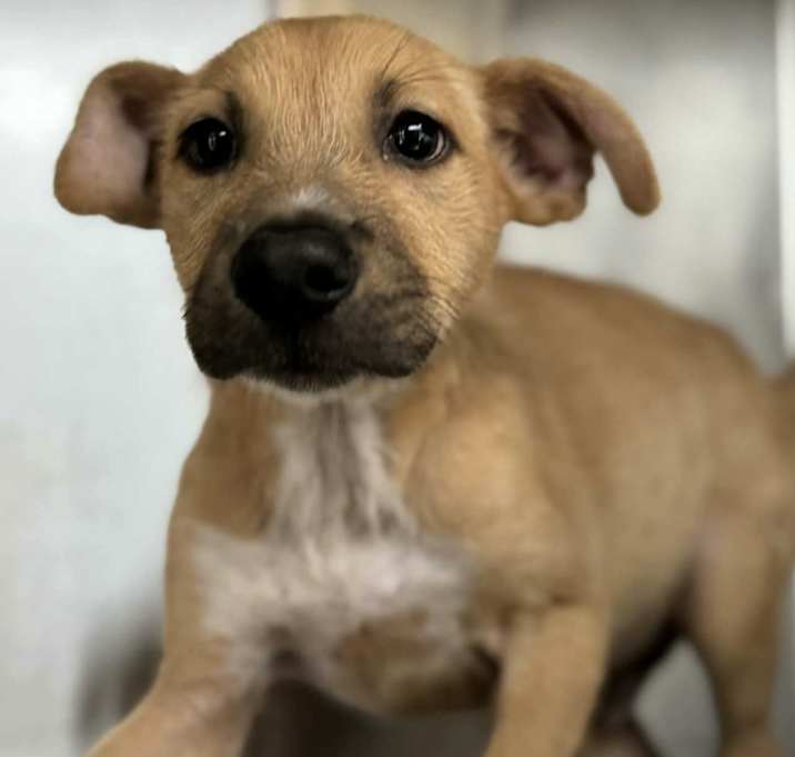 Photo of Ace