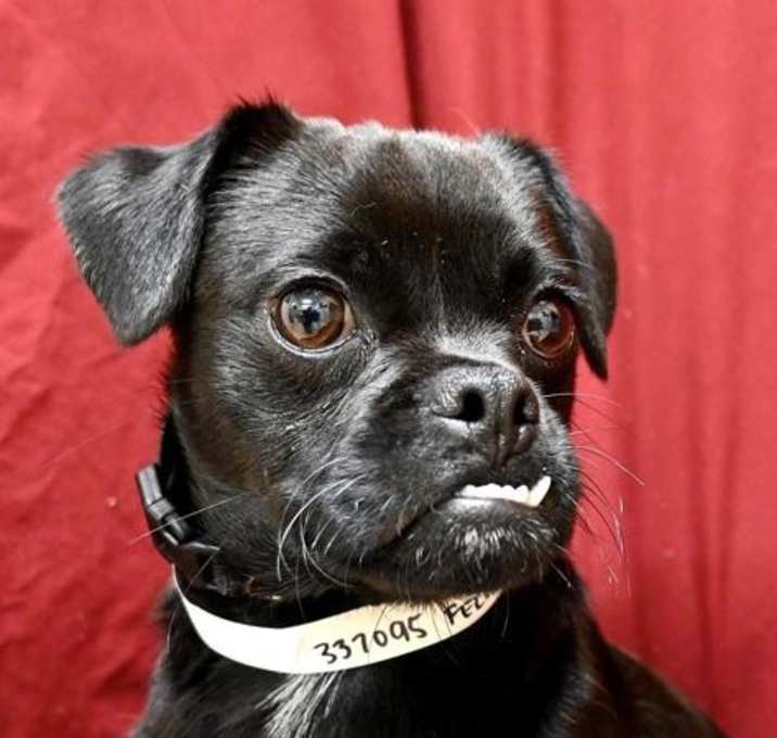 Photo of Felix