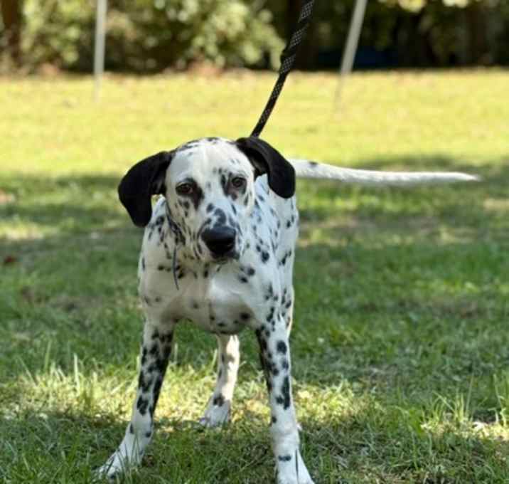 Photo of Pongo