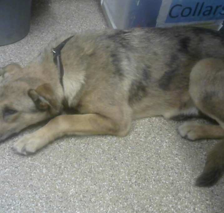 Photo of COOKIE CRISP