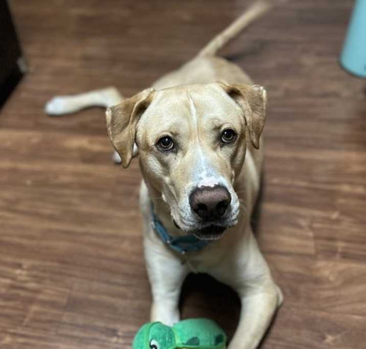 Photo of Yzerman / Slim Pickens / Rex
