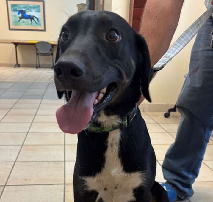 Photo of 182619 Snoop (Off Site Foster)