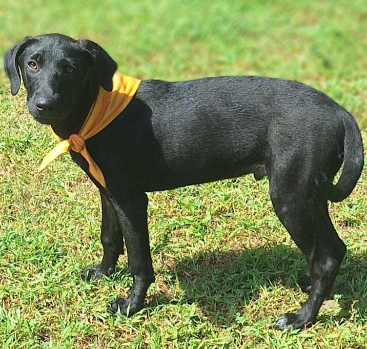 Photo of Digger