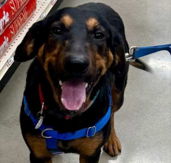 Photo of Bones *Adopt*