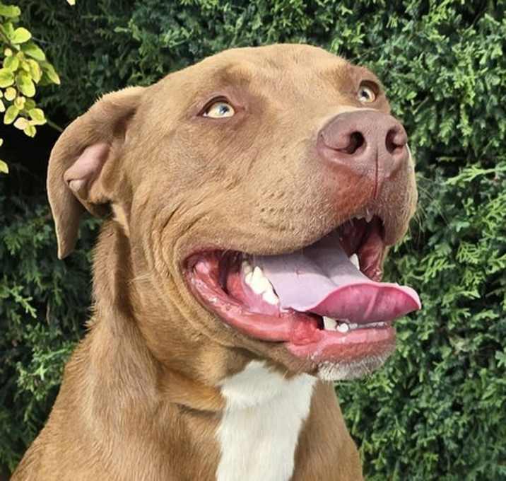 Splendid Sherlock Bones ~ Labrabull