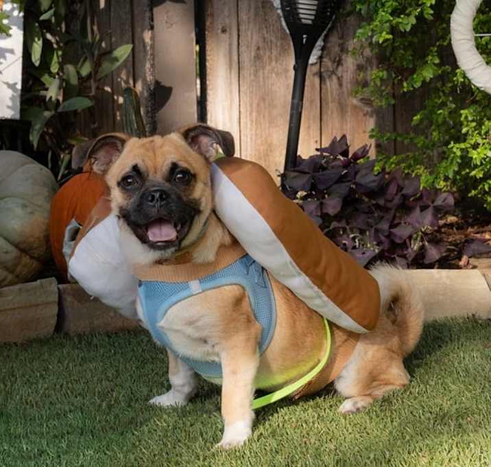 Photo of Count Snortula