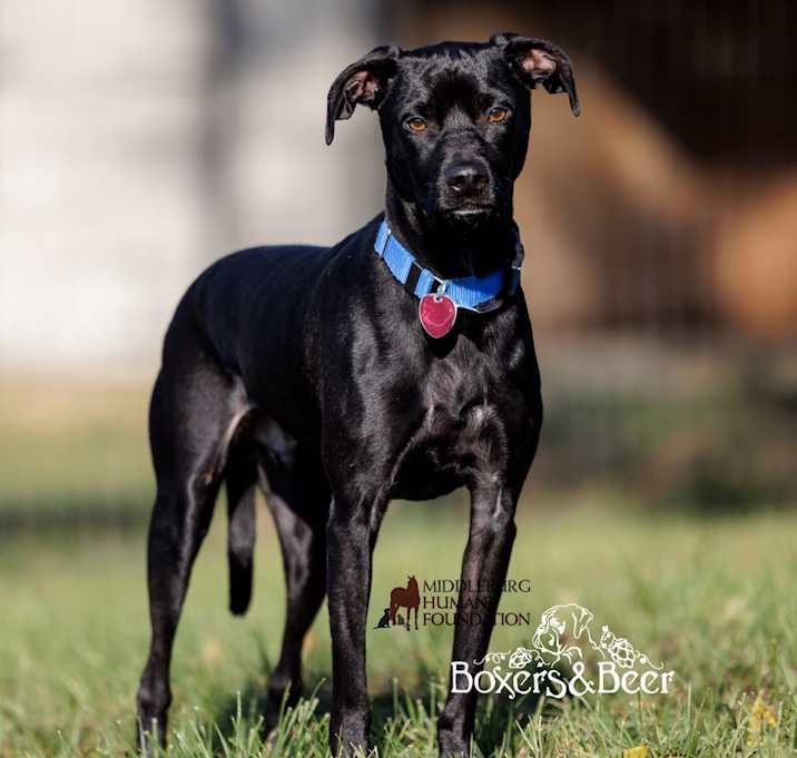 Photo of Buzz Light year