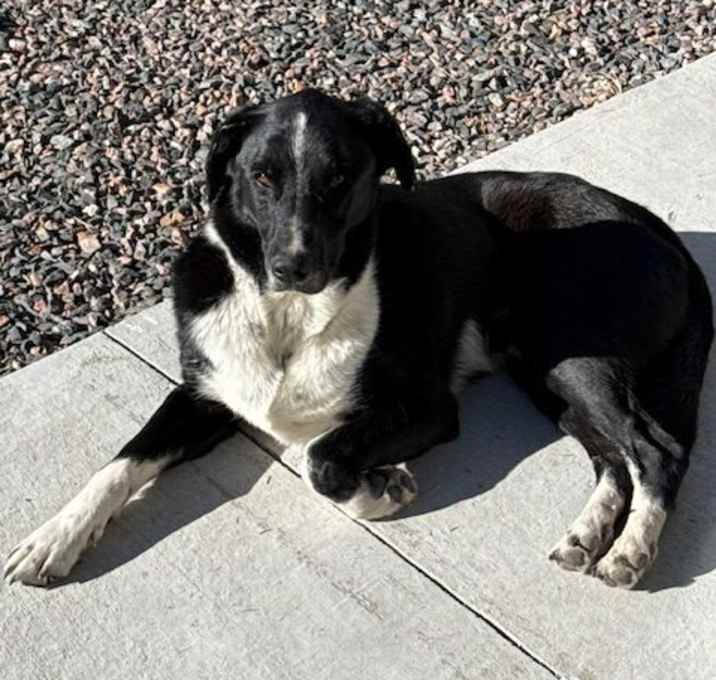 Photo of Journey (fka Wizard)