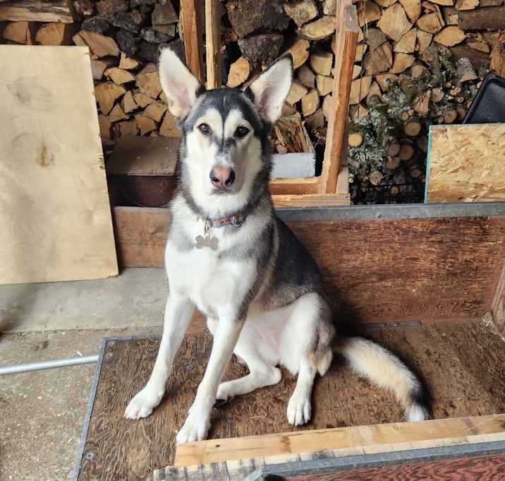 Photo of Callie (Currently in Portland)