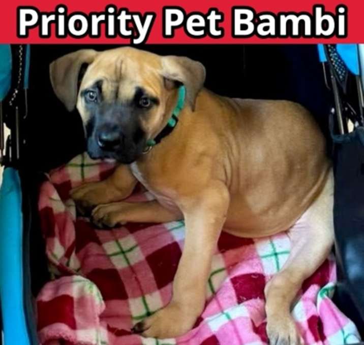 Photo of Bambi  *A PRIORITY PET*