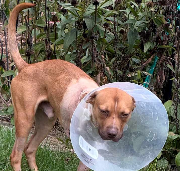 Photo of Charlie Brown-Pending!