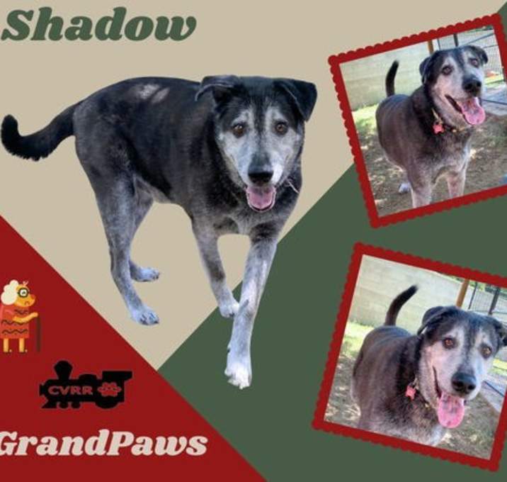 Photo of Shadow (GrandPaws)