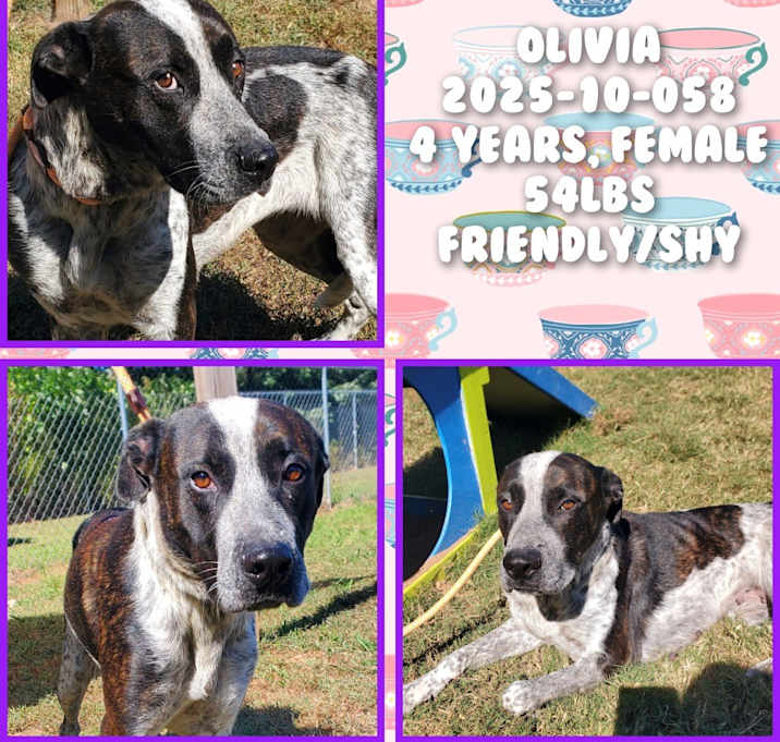 Photo of 2025-10-058 *Olivia*