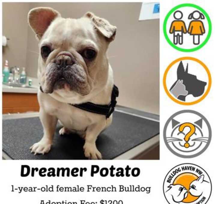 Photo of Dreamer Potato