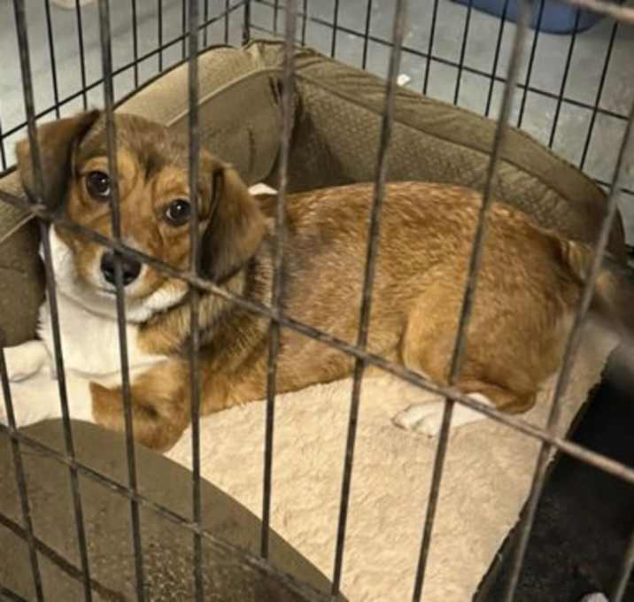 Photo of Mae (in foster)