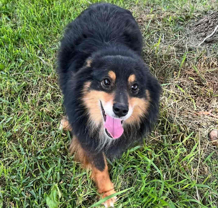 Photo of Duke (AWAITING TRANSFER)