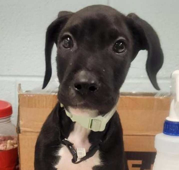 Photo of Ryder K90 10/14/25