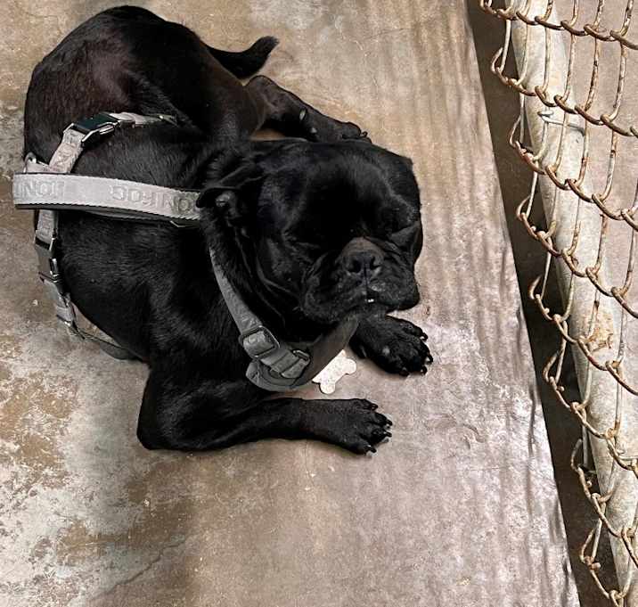 Photo of Pugsley (9981)