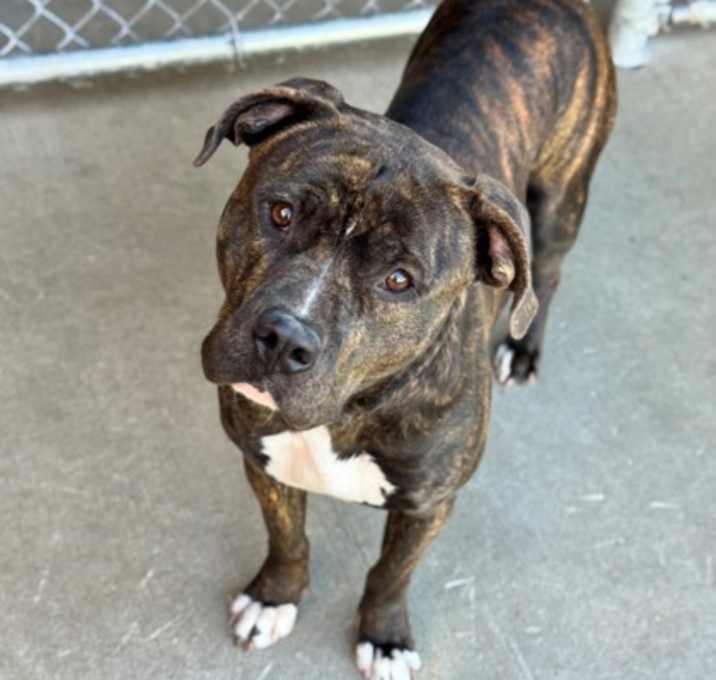 Photo of Lightning Bug