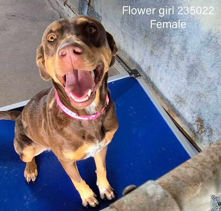 Photo of Flower Girl