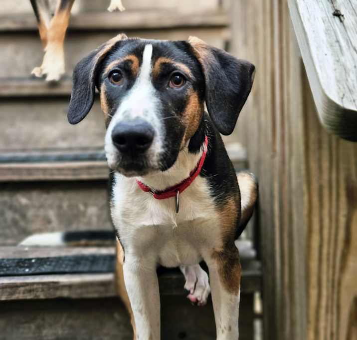 Photo of Shiloh (ADOPTED!)