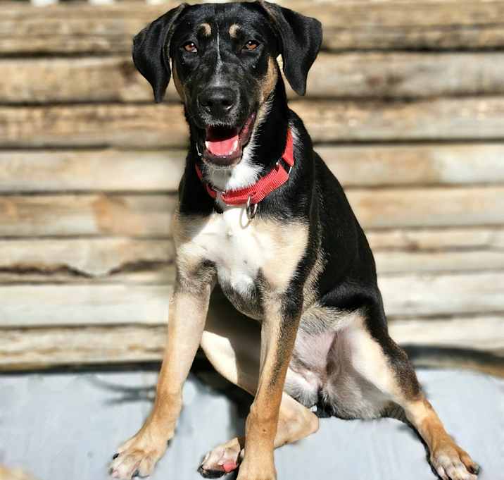 Photo of Sable(REDUCED FEE!)