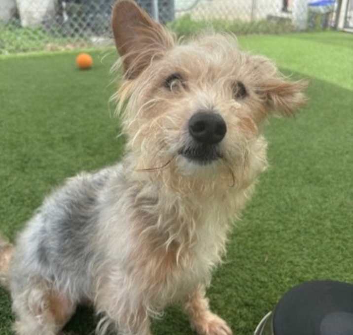 Photo of Moses (Cocoa)