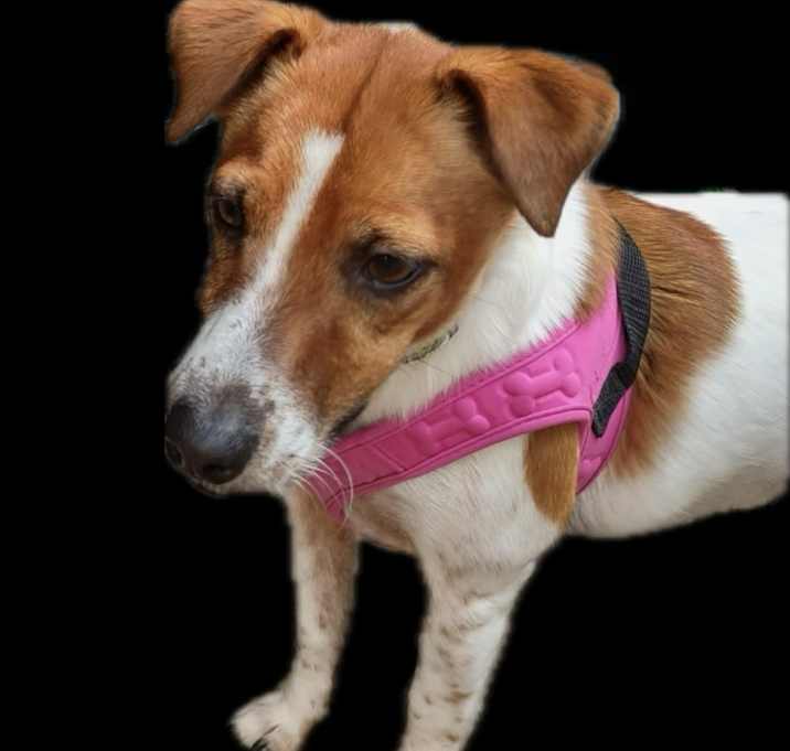 Photo of Atticus in Ft Scott