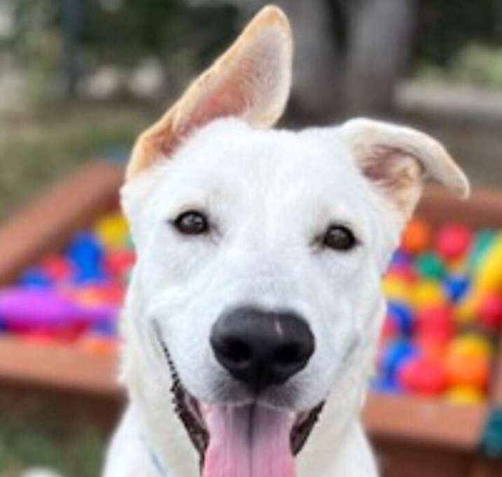 Photo of Duke PKA Dude