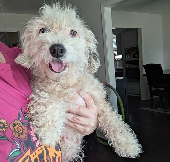 Photo of Pearl - adoption pending