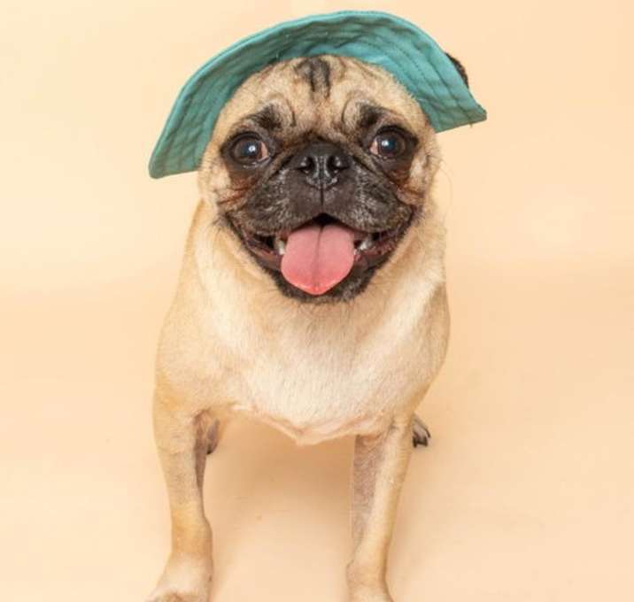 Photo of Bob the Pug