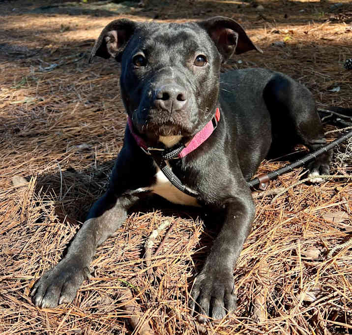 Photo of Nova @ Foster