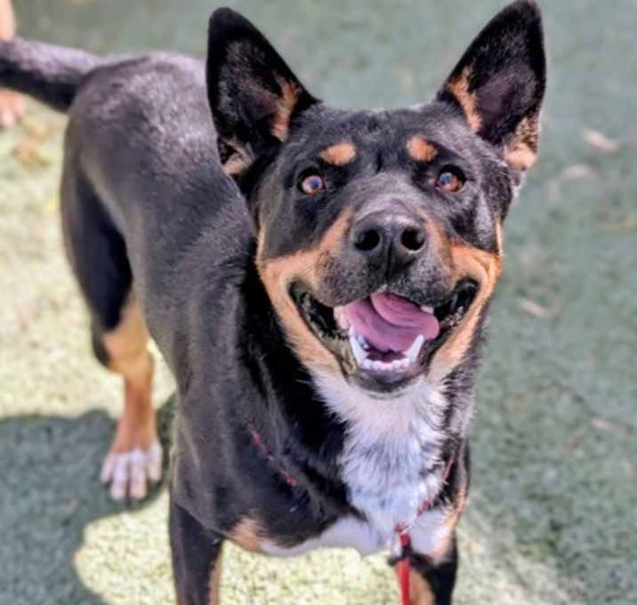 Photo of Copperfield*