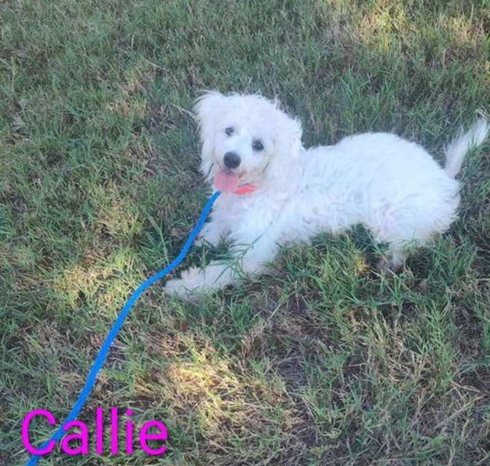 Photo of Callie (TX)